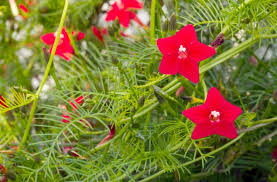 20 Hummingbird Vine Seeds - Mixed Colors - Ipo. quamoclit Cardinal Climber - Fast-Growing, Pollinator-Friendly Flowering Plant