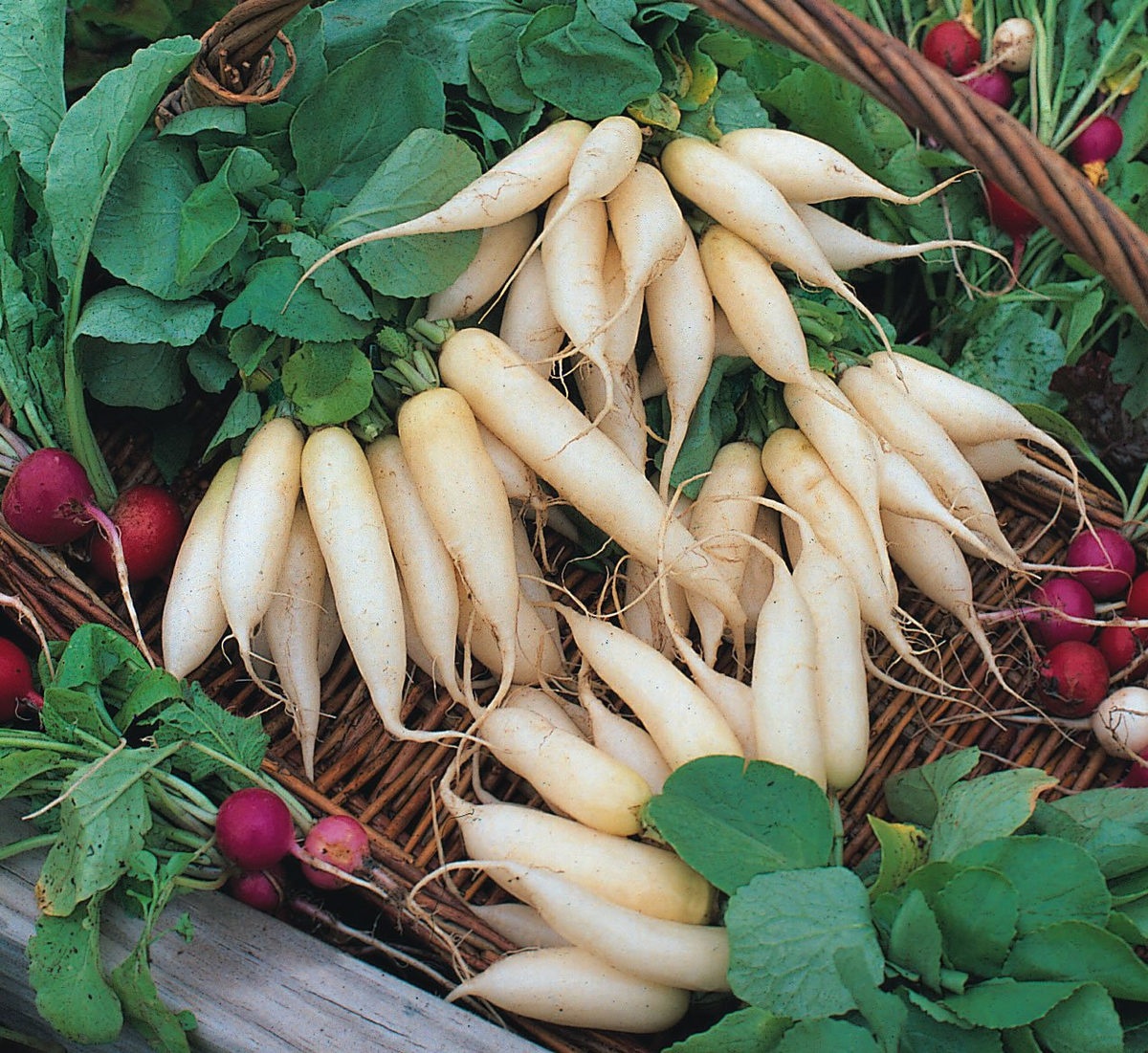 White Icicle Radish Seeds | Heirloom Non-GMO | Heat Tolerant | Raphanus sativus | 3-6" Tapered Roots | Zones 3-10