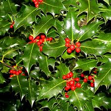 10 Seeds English Holly Ilex Aquifolium | Evergreen Shrub for Hedges, Privacy, Wildlife Gardens