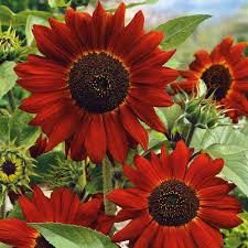 Velvet Queen Sunflower Seeds 1g - Deep Red Heirloom Variety, Helianthus annuus, Pollinator-Friendly Cut Flowers