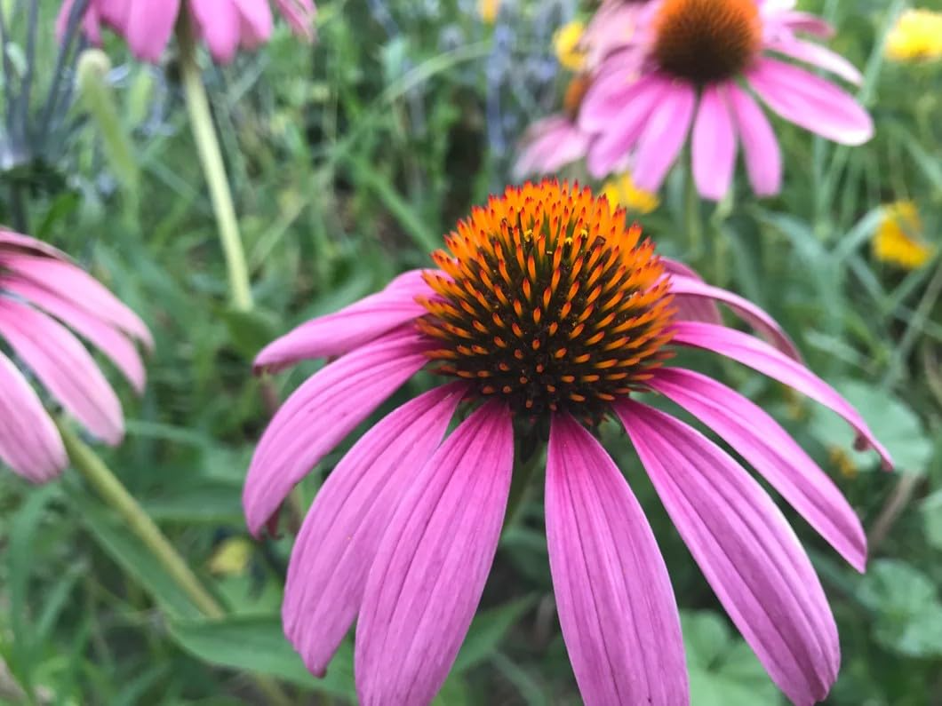 200 Seeds Purple Coneflower, Echinacea Purpurea, Drought-Tolerant Perennial Pollinator Flower, Vibrant Purple Blooms