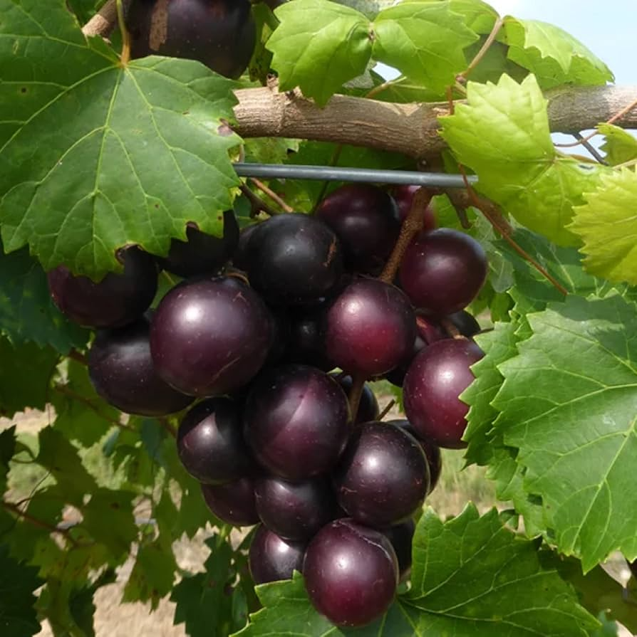 Muscadine Grape Seeds | 5 Seeds | Sweet Edible Grapes | Vitis rotundifolia | Native Vine for Wine & Jellies