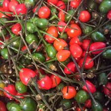 Chiltepin Hot Pepper Seeds 250mg | Capsicum annuum var. glabriusculum | Very Hot, Non-GMO, Wild Chili for Culinary Uses