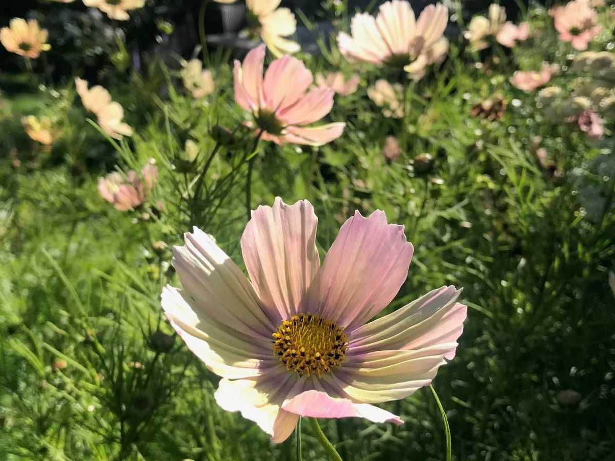 Cosmos Seeds - 200+ Apricot Lemonade - Pastel Blooms for Garden & Cut Flowers - Cosmos bipinnatus