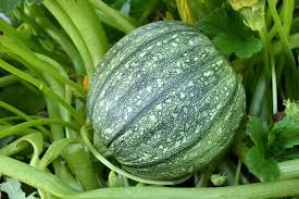 1 Gram Heirloom Seeds Summer Squash Round Zucchini - Cucurbita pepo for Planting & Fresh Harvests