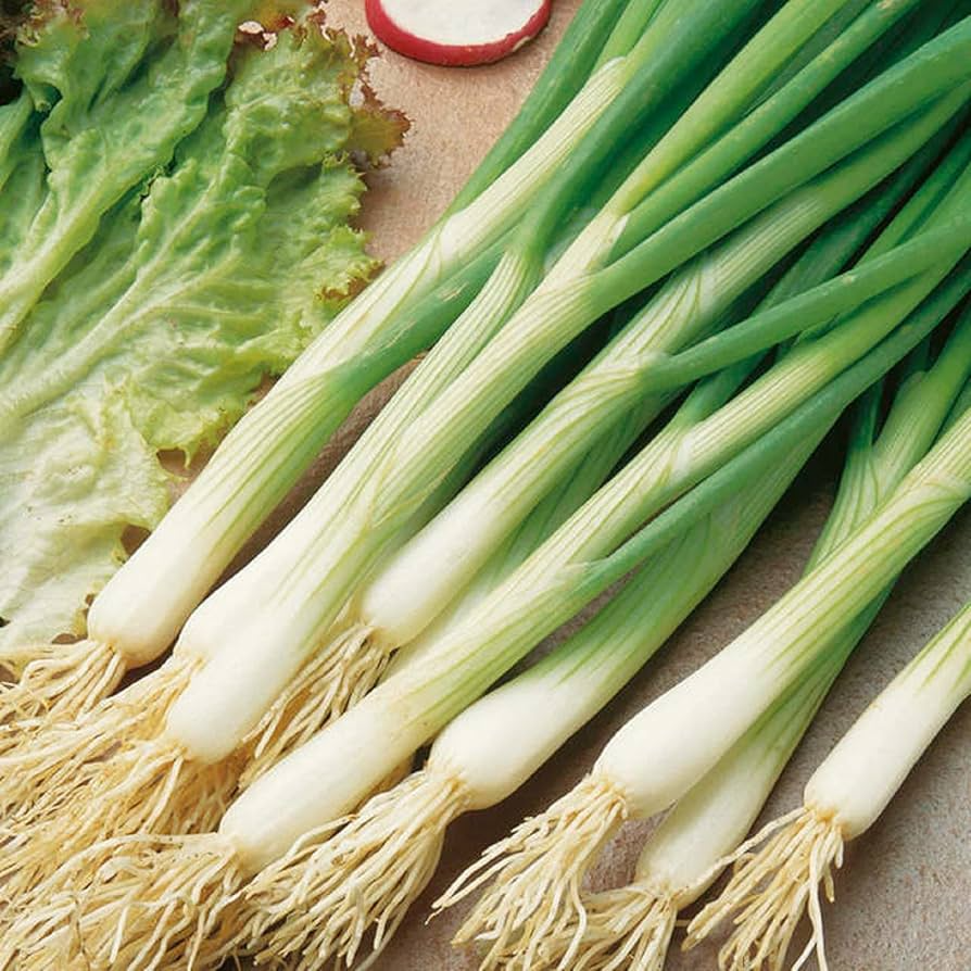 White Lisbon Onion Seeds | Heirloom Scallion/Bunching | Mild & Crisp | Allium cepa | 250-25,000 Seeds | USDA Zones 3-9