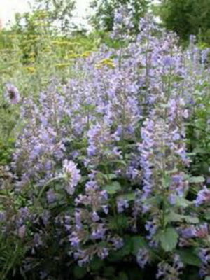 1,000 Catnip Seeds - Nepeta cataria - Non-GMO Perennial Herb for Cats, Herbal Tea & Pollinator Gardens