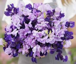 Sweet Pea Seeds - 15 Non-GMO Purple Mix - Fragrant Climbing Vine for Garden Trellis & Arbors - Lathyrus odoratus