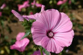 Dwarf Rose Mallow Mix Seeds 250mg - Colorful Perennial Hibiscus Blooms - Pollinator Friendly - Hibiscus moscheutos
