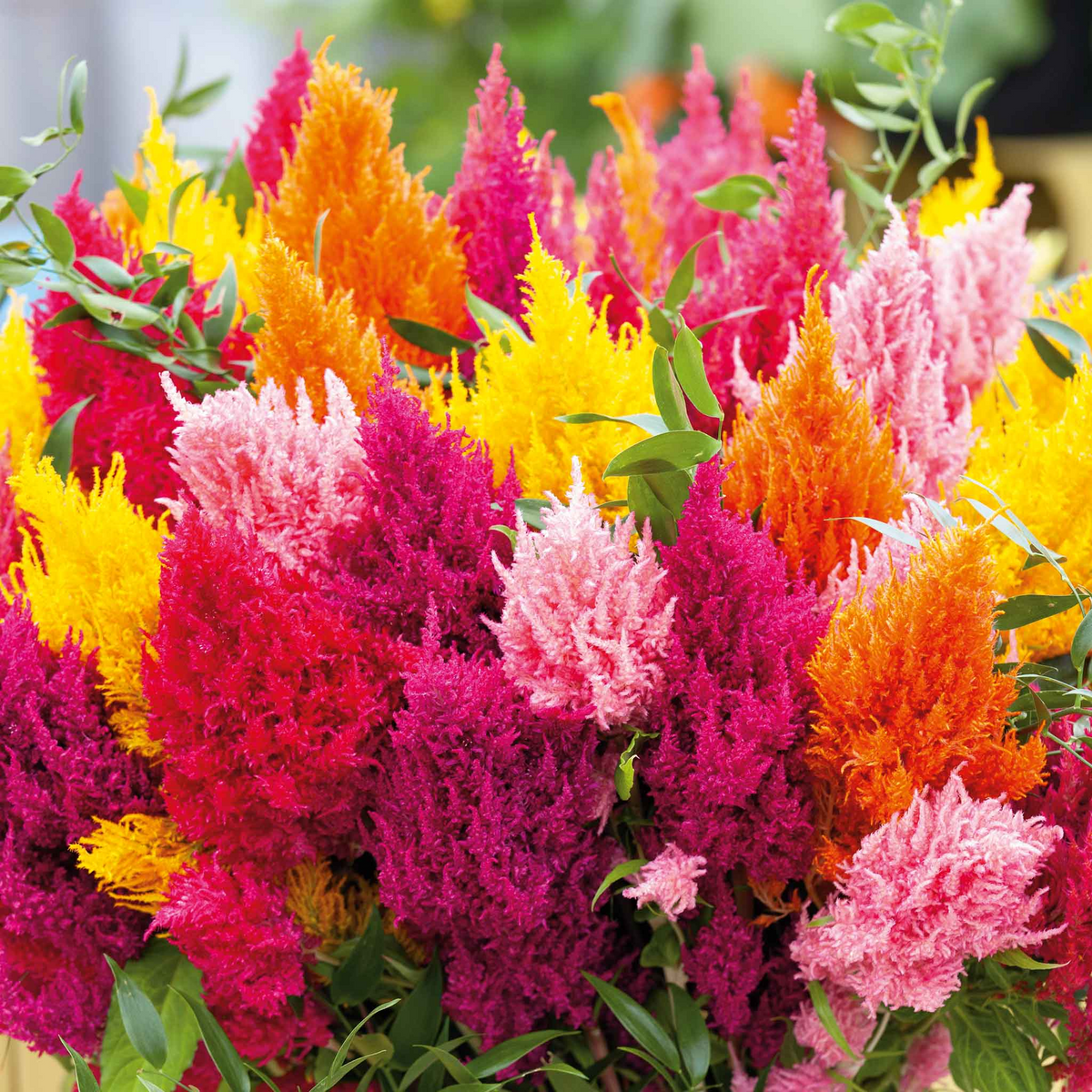 400 Seeds Celosia Pampas Plume Mix, Non-GMO, Decorative Blooms, Cut & Dried Flowers, Celosia argentea
