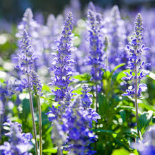 Heirloom Hyssop Seeds | Non-GMO Culinary Herb | Violet-Blue Flowers | Hyssopus officinalis | USDA Zones 3-9