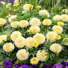 25+ African Marigold Seeds - Creamy White Blooms, Tagetes erecta, Summer Annuals for Garden Beds & Borders