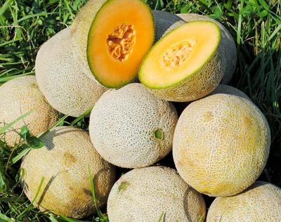 Edisto 47 Cantaloupe Seeds | Heirloom Non-GMO | Disease Resistant Sweet Melon | Cucumis melo | 3-5 lbs Fruit | USDA Zones 2-10