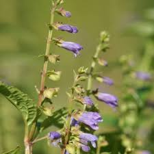 100 Skullcap Herb Seeds - Scutellaria lateriflora (Mad Dog) - Non-GMO for Home Gardens, Easy to Grow, Premium Quality