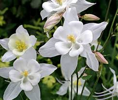 Crystal Star Columbine Seeds | White Flowers | Aquilegia caerulea | Non-GMO | Attracts Hummingbirds | Zones 3-9
