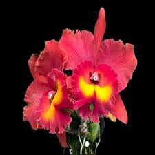 Live Orchid Plant Seedling | Cattleya Rlc Magician Red | Vibrant Red Blooms | Indoor & Outdoor | 2B23 Pot