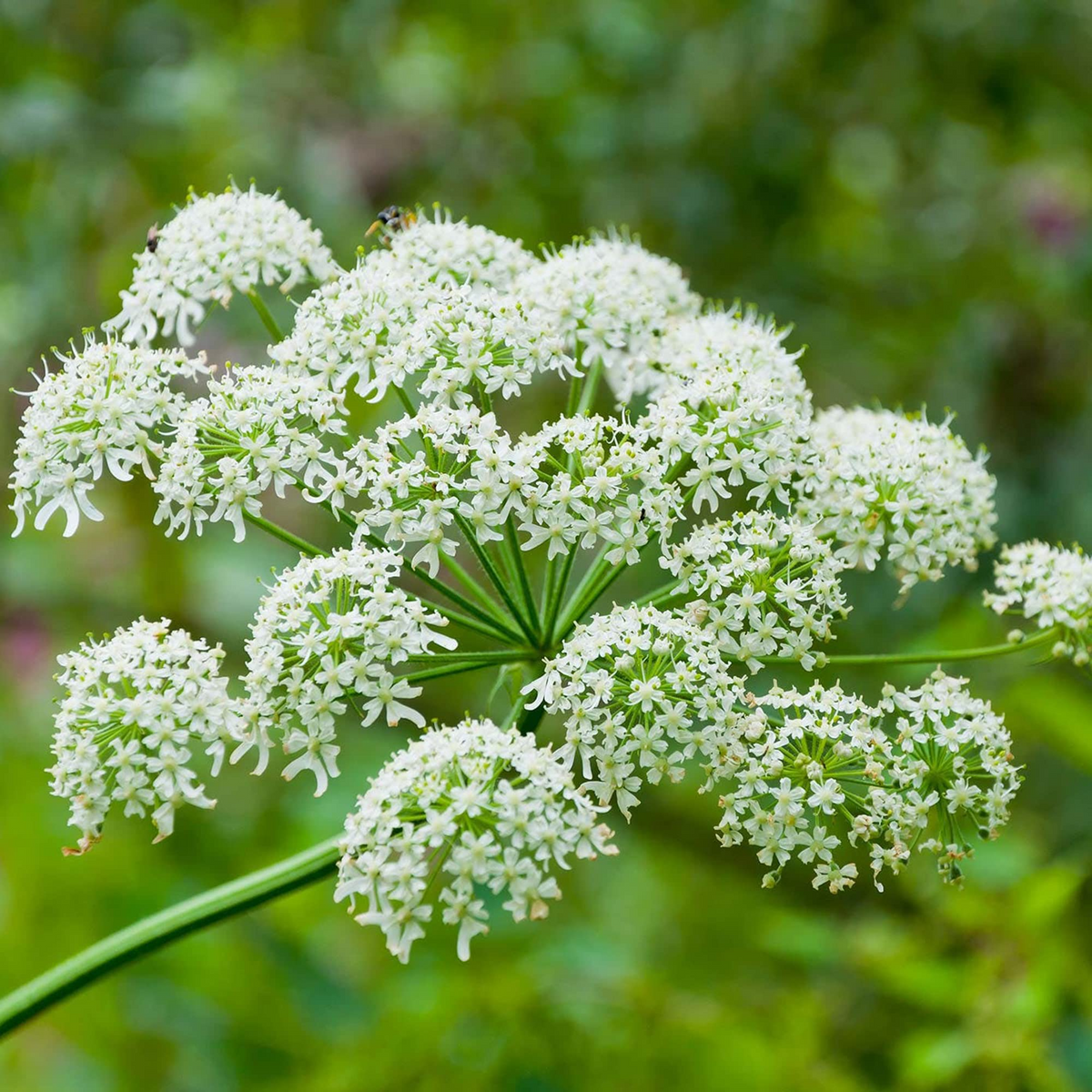 75 Seeds Cow Parsnip | Heracleum Maximum | Native Wildflower | Tall White Blooms | Pollinator-Friendly Perennial