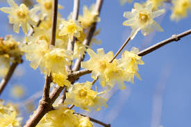 Wintersweet Tree Seeds - 10 Seeds for Planting - Fragrant Yellow Blooms - Chimonanthus praecox - Ornamental Tree for Cold Seasons
