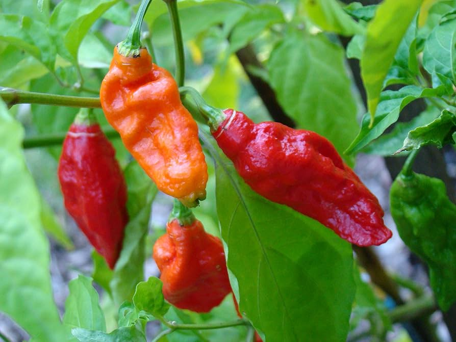 Ghost Pepper Seeds - 10 Count Bhut Jolokia, Fiery Hot Chili Pepper, Capsicum chinense for Spicy Gardens