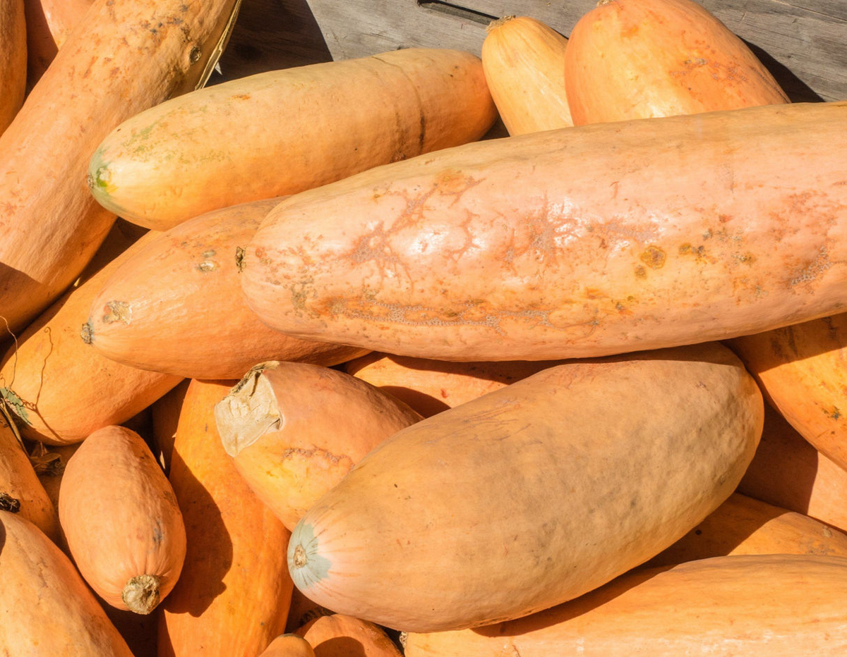 Jumbo Pink Banana Squash Seeds - 10 Heirloom Seeds (Cucurbita maxima) - Sweet, Versatile, Ornamental, Non-GMO