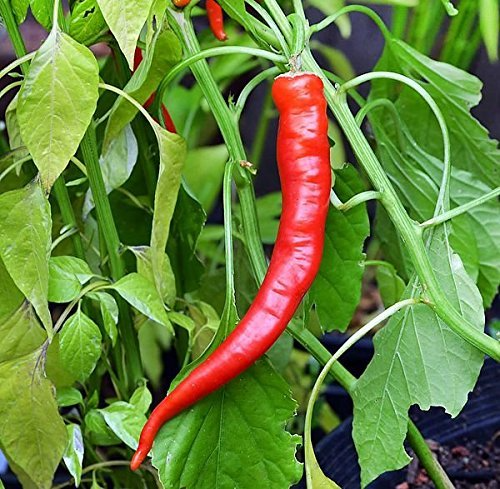 25 Cowhorn Pepper Seeds – Heirloom Spicy Capsicum annuum – High-Yielding for Fresh Eating & Cooking