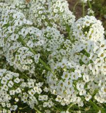 1000 Seeds Alyssum Snow Cloth White Ground Cover, Deer & Drought Resistant, Non-GMO, Lobularia maritima