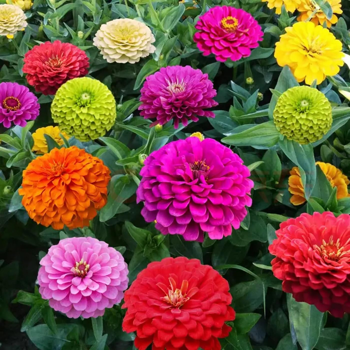 Zinnia Seeds 200 Count Carousel Mix Heirloom Non-GMO Large Blooms Carnival Colors Zinnia elegans