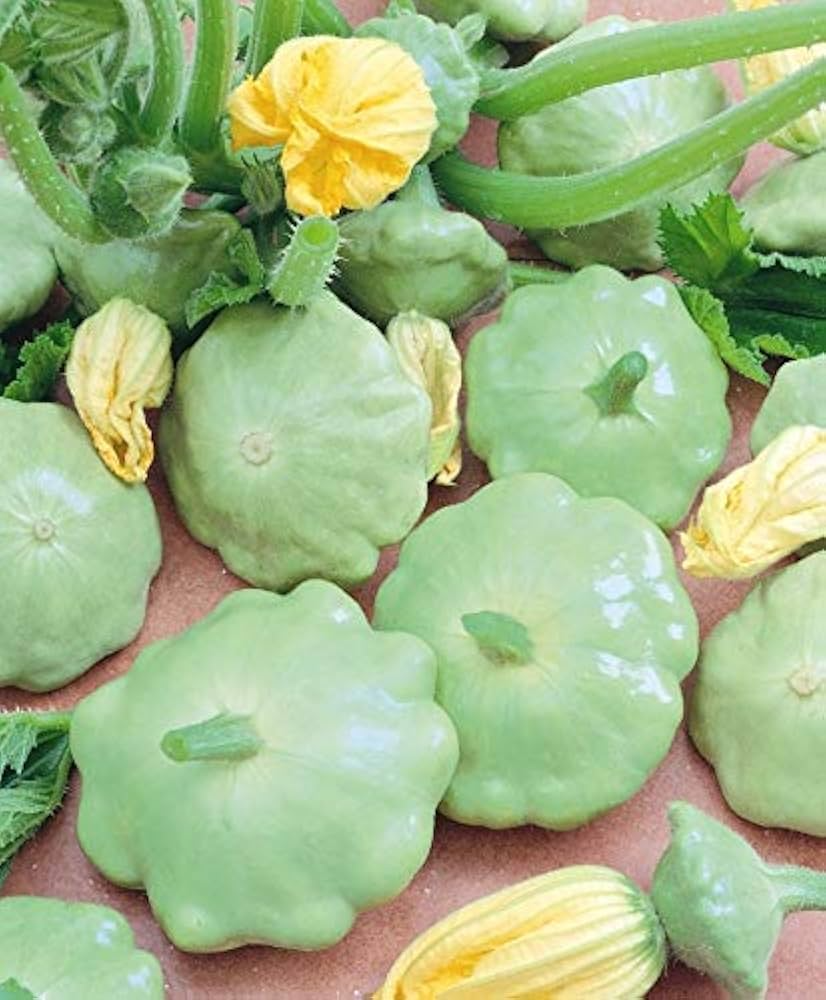 30 Heirloom Benning's Green Tint Squash Seeds - Non-GMO Patty Pan, Scallop Variety, High-Yielding, Unique Grey-Green Tint