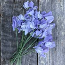 Sweet Pea Seeds - 50+ Soft Blue Blooms - Climbing Vine for Trellises & Bouquets - Lathyrus odoratus - USA