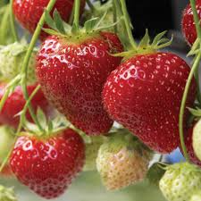 25 Bare Root Albion Strawberry Plants | Day Neutral | Fragaria x ananassa | Sweet, Firm Berries for Year-Round Harvest