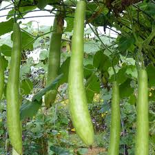 Cucuzzi Seeds - 10 Heirloom Italian Edible Gourd Seeds, Fast Growing, High Yield, Lagenaria siceraria, Garden & Trellis