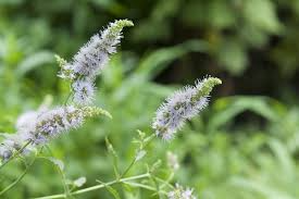 Spearmint Herb Seeds 30mg - Mentha spicata - Hardy Perennial for Teas, Cooking & Fragrant Gardens - Refreshing Mint Flavor