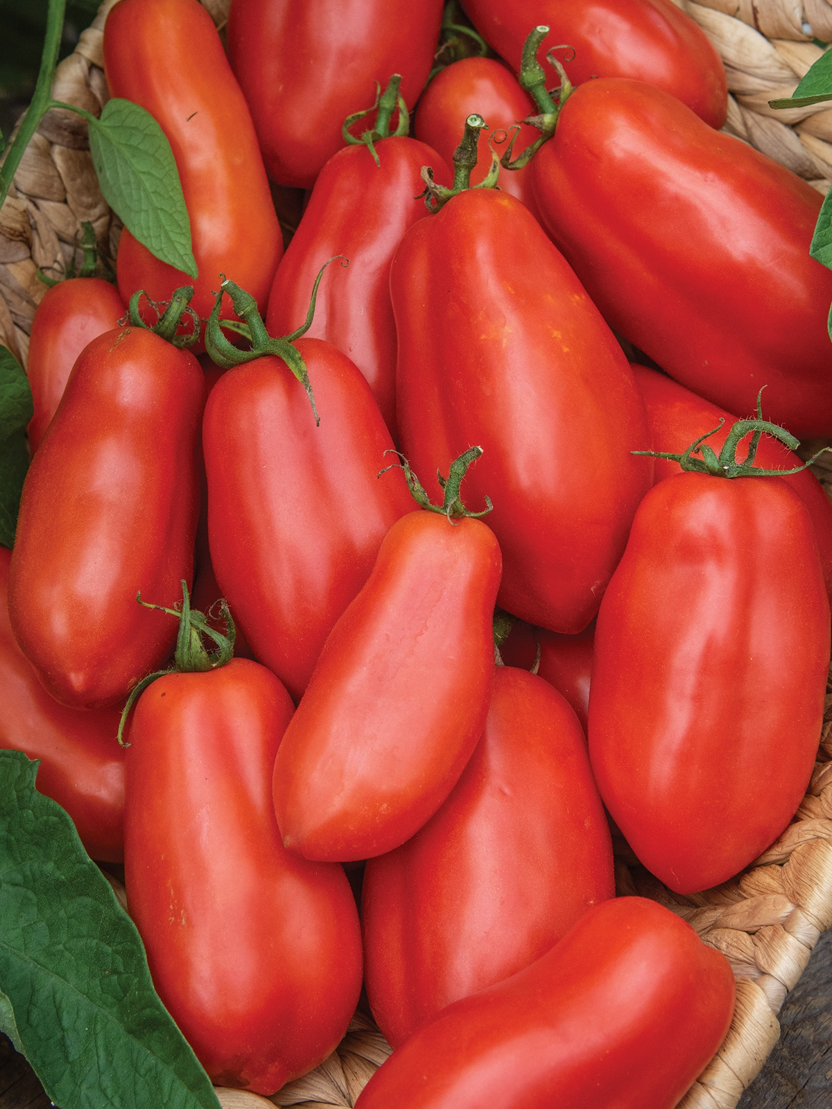 Tomato Seeds 100mg San Marzano Heirloom - Meaty Red Fruit for Sauces & Canning, Solanum lycopersicum, High Yield, Garden Containers