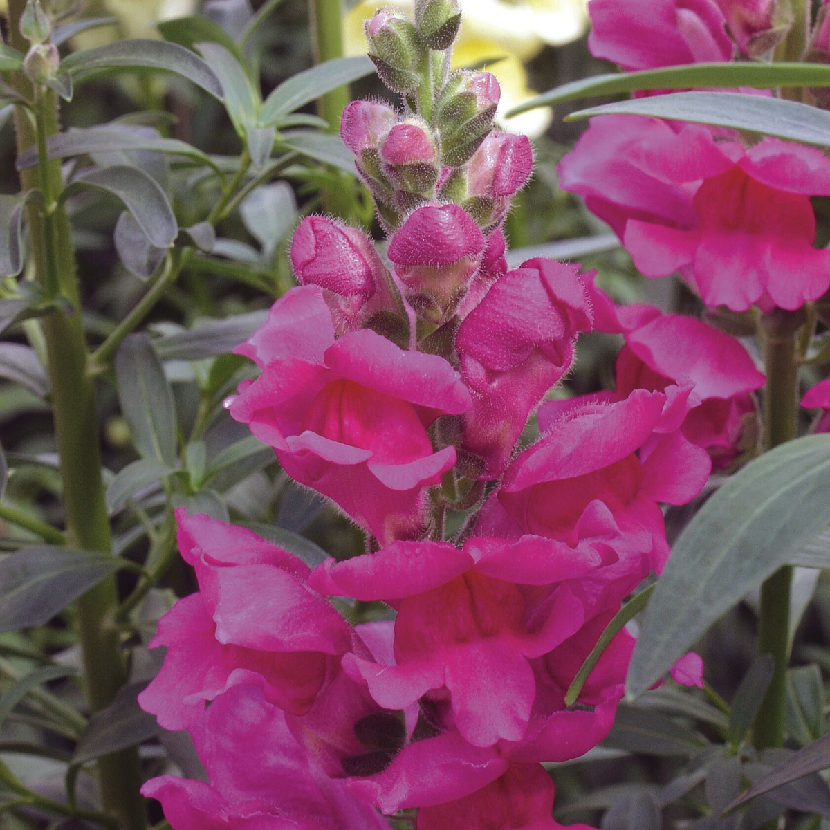 Snapdragon Seeds - 1000+ Liberty Lavender - Antirrhinum majus - Soft Purple Blooms for Garden & Cut Flowers