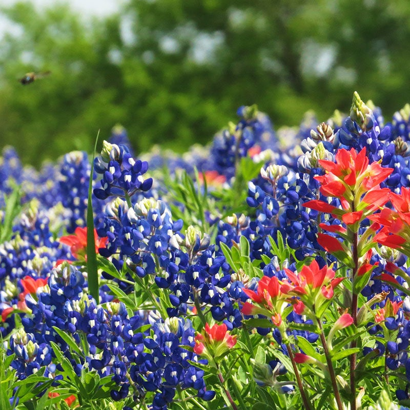 Texas Bluebonnet Seeds 1 Gram - Iconic Wildflower for Gardens, Meadows & Pollinator Habitats - Lupinus texensis