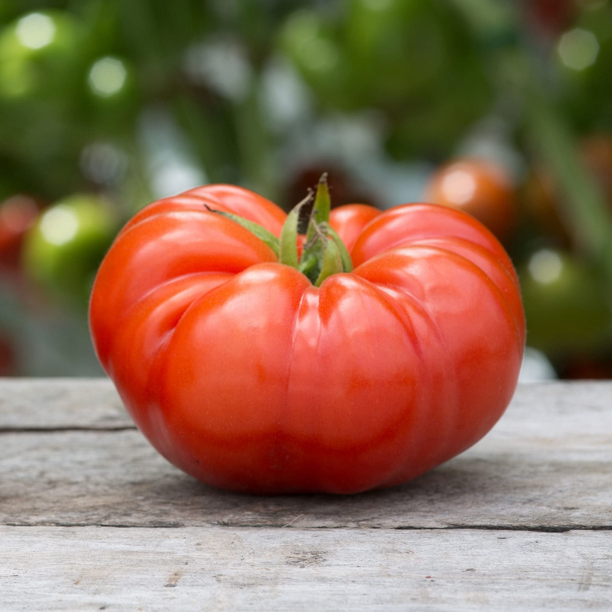 Beefsteak Tomato Seeds | Heirloom Non-GMO | Indeterminate Variety | Solanum Lycopersicon | Juicy & Meaty Fruit