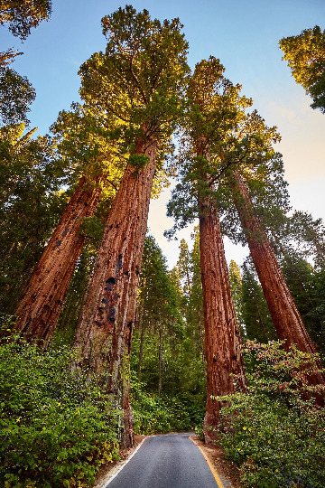 40 Giant Sequoia Seeds - Sequoiadendron sempervirens - Fast Growing California Redwood for Majestic Landscaping