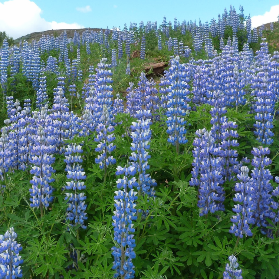 Riverbank Lupine Seeds 500mg - Lupinus rivularis - Native Wildflower, Blue-Lavender Blooms, Pollinator Friendly