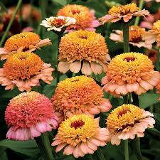 Zinderella Peach Zinnia Seeds - 100+ Double Peach Blooms - Pollinator Friendly Cut Flower - Zinnia elegans
