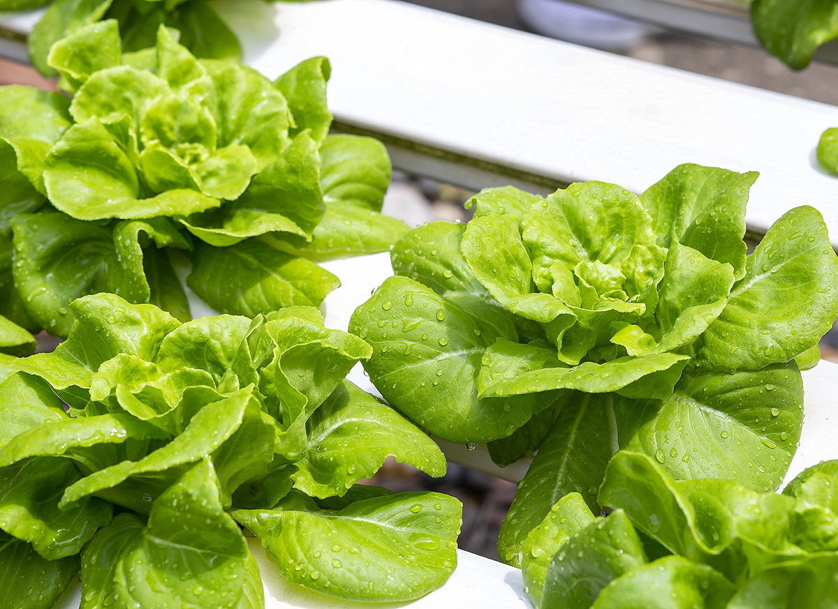 1000 Buttercrunch Lettuce Seeds – Heirloom Lactuca sativa – Sweet, Heat-Tolerant, Perfect for Salads, High-Yielding Variety