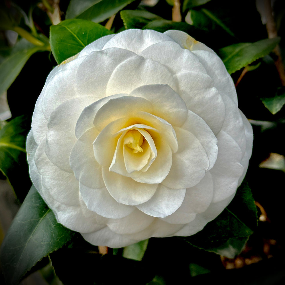 White by the Gate Camellia Japonica Starter Plant | Live Well-Rooted | Unique White & Pink Blooms | Evergreen Shrub for Zones 7-10