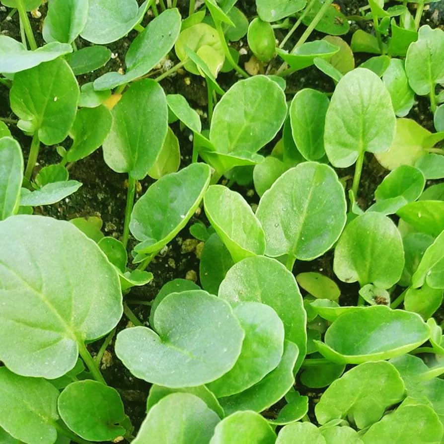 1000 Upland Cress Seeds - Peppery Herb for Salads & Microgreens - Barbarea verna - Nutritious, Fast-Growing Edible Plant