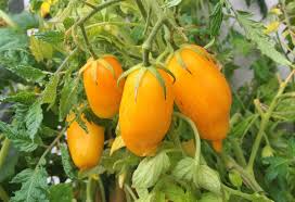 30 Banana Legs Tomato Seeds – Heirloom Yellow Paste Tomato, Mild & Meaty, Solanum lycopersicum, Ideal for Sauces