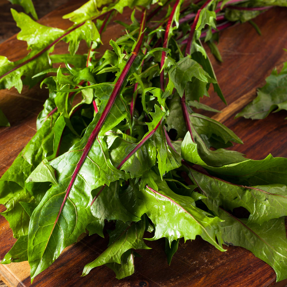 500 Red Stem Endive Seeds, Non-GMO Heirloom Chicory (Cichorium endivia), Cold Tolerant Italian Dandelion for Edible Gardens