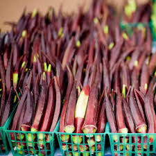 15 Seeds Okra Red Burgundy for Planting, High Yield Abelmoschus esculentus, Heat-Tolerant Vegetable Seeds for Home Gardens