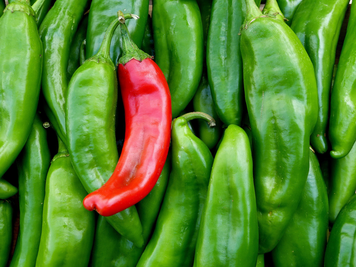 Hatch Giuzeppi Hot Pepper Seeds 250mg - Medium Heat New Mexico Chili Capsicum annuum for Roasting Salsas Grilling