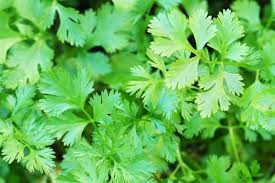 Cilantro Seeds - 175 Count - Fresh Culinary Herb for Kitchen Garden - Coriandrum sativum - Non-GMO & Organic