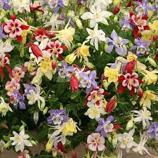McKana Giant Mix Columbine Seeds | 100-2000 Seeds | Aquilegia caerulea | Colorful Perennial Flowers for Gardens