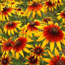 500 Seeds Daisy Gloriosa Wildflowers, Bright Yellow-Orange Perennial, Rudbeckia Hirta, Pollinator-Friendly Garden Seeds