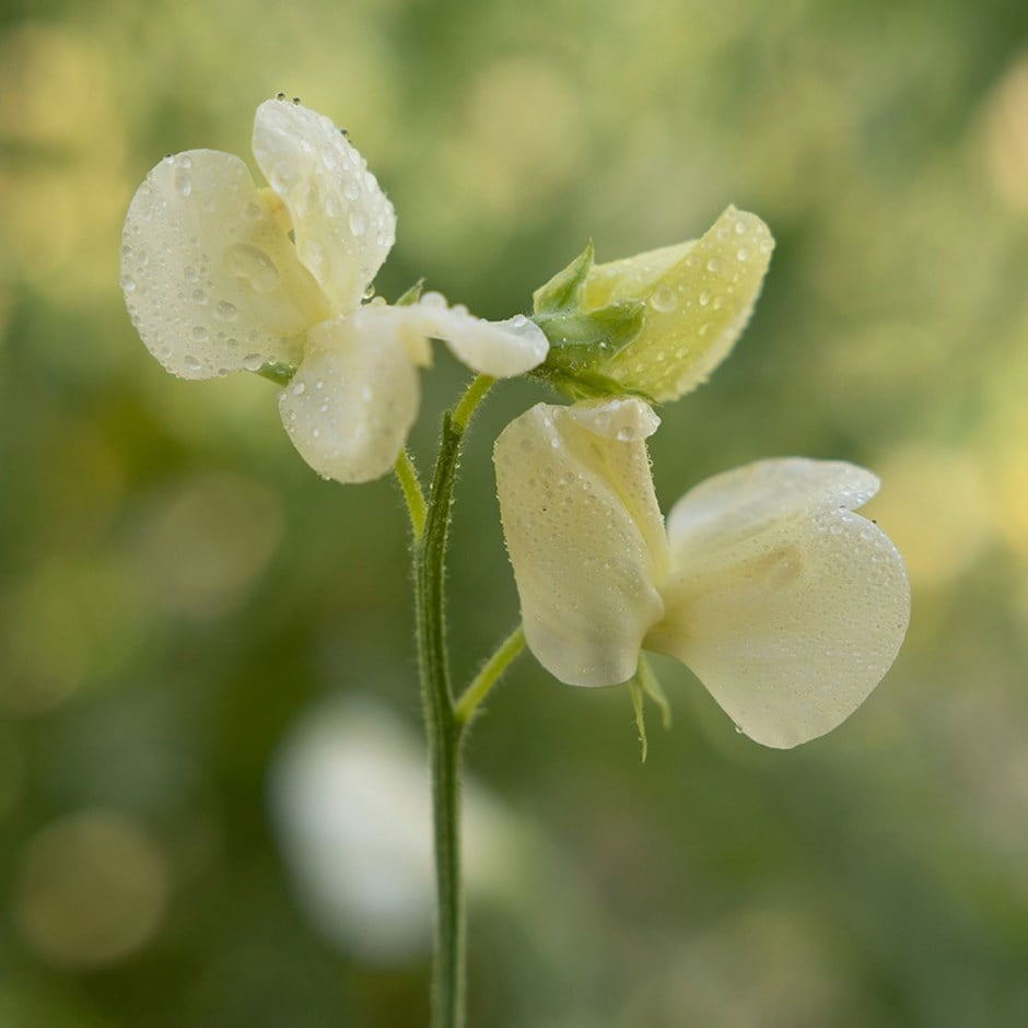 Primrose Sweet Pea Seeds - 50+ Rare Pale Yellow Blooms - Lathyrus odoratus - Climbing Vines for Trellises & Cottage Gardens